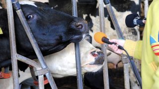 Image Description: Two microphones are pointed to two cows in their enclosure.